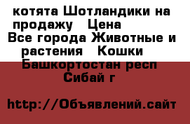 котята Шотландики на продажу › Цена ­ 5 000 - Все города Животные и растения » Кошки   . Башкортостан респ.,Сибай г.
